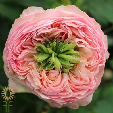 Buy Fresh And Stunning Light Pink Haiku Garden Roses Online