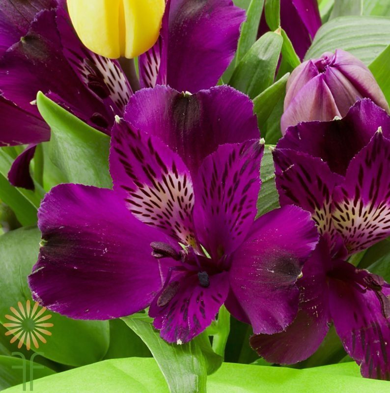 Wholesale purple-alstroemeria-lily