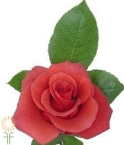 Brown Terracotta Roses