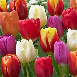 wholesale flowers | tulips assorted
