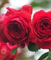 Red Francois Rabelais Garden Spray Roses