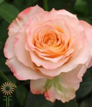 Peach Allyson Garden Roses