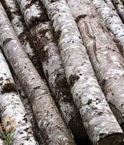 Birch Poles, Large