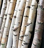 Birch Poles, Medium
