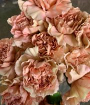 Beige Specialty Caramel Carnations