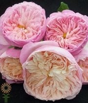 Pink Constance Garden Roses
