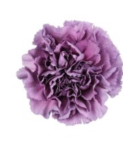 Dusty Purple Specialty Extasis Blue Carnations