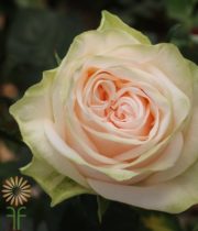 Pink Gwendolyn Garden Roses