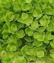 Green Sisa Hydrangeas