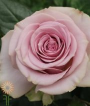 Lavender Lovina Roses
