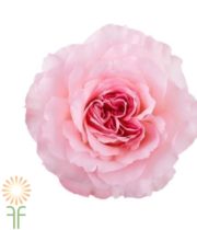 Pink Mayra Garden Roses