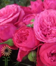 Pink Opal Gem GardenSpray Roses