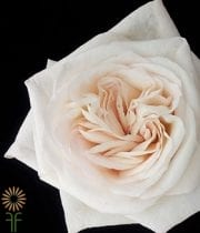 Blush White O’Hara Garden Roses