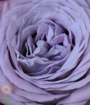 Lavender Bouquet Garden Roses