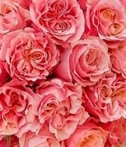 Peach Mayra Garden Roses