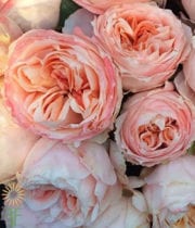 Peach Princess Sakura Garden Roses