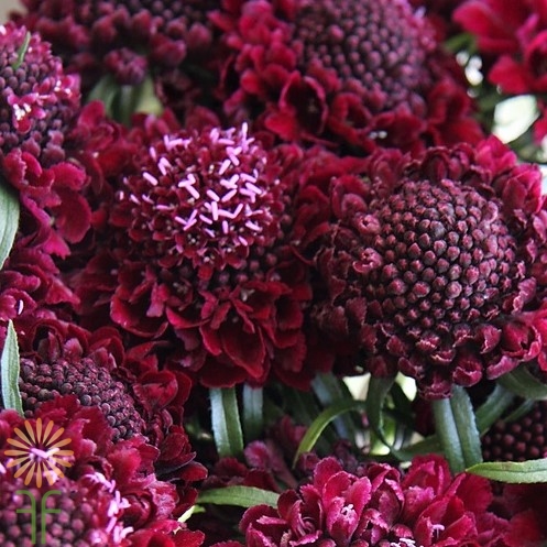 wholesale flowers | scabiosa raspberry