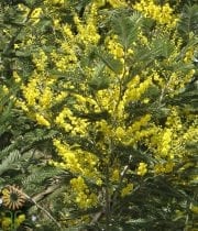 Yellow Mimosa Acacia