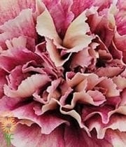 Wholesale Carnation-merletto-bishop