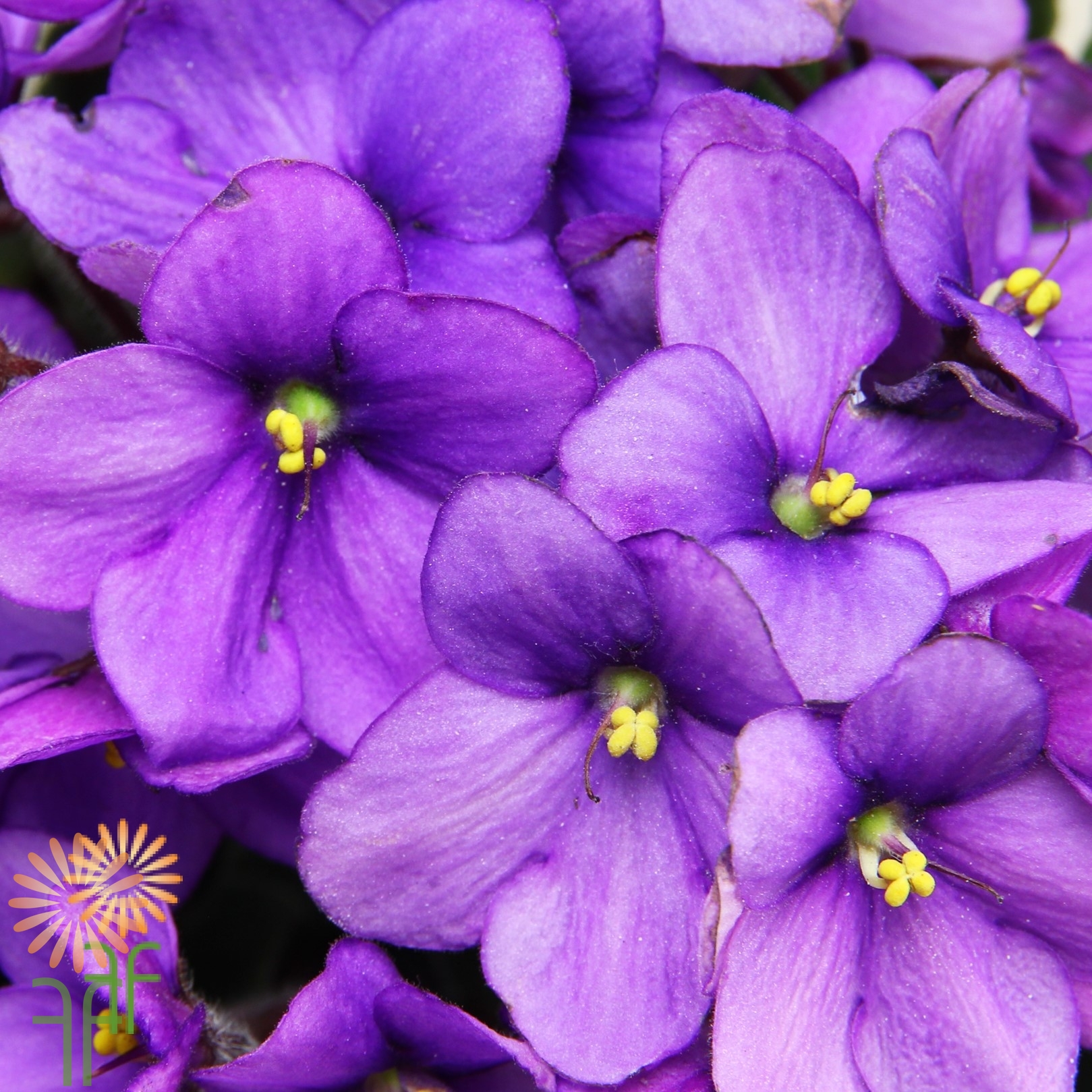 Wholesale Flowers & DIY Wedding Flowers | Violets