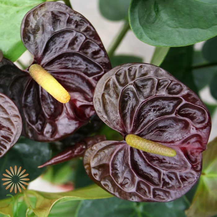 anthurium-black wholesale flowers
