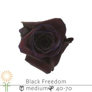 Black Freedom Rose