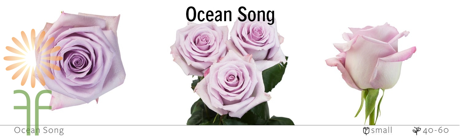 Ocean Song Rose