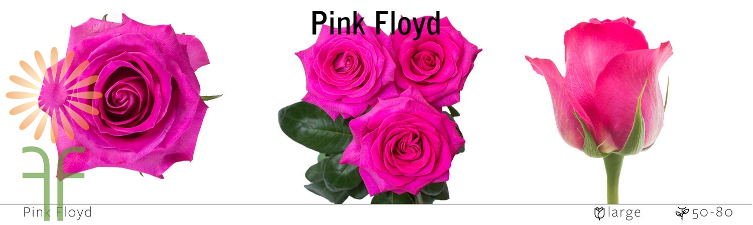 Pink Floyd Rose