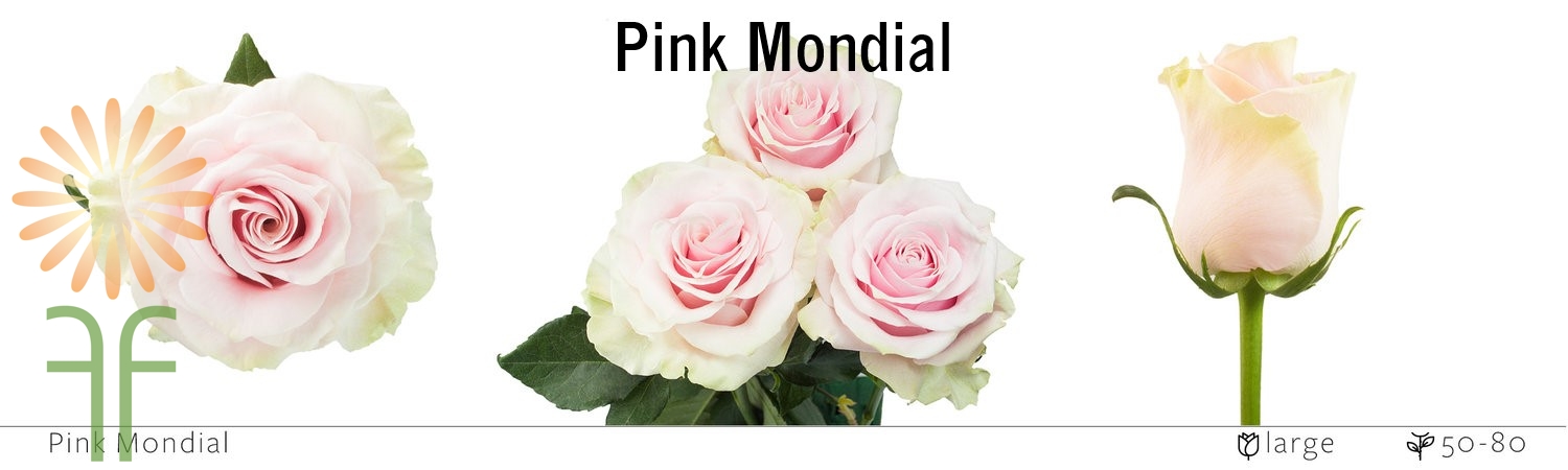 Pink Mondial Rose