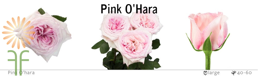 Pink O'hara Rose