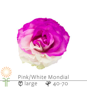 Pink White Mondial Rose