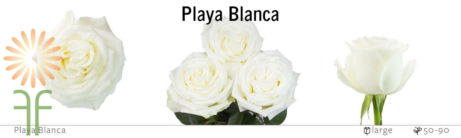 Playa Blanca Rose
