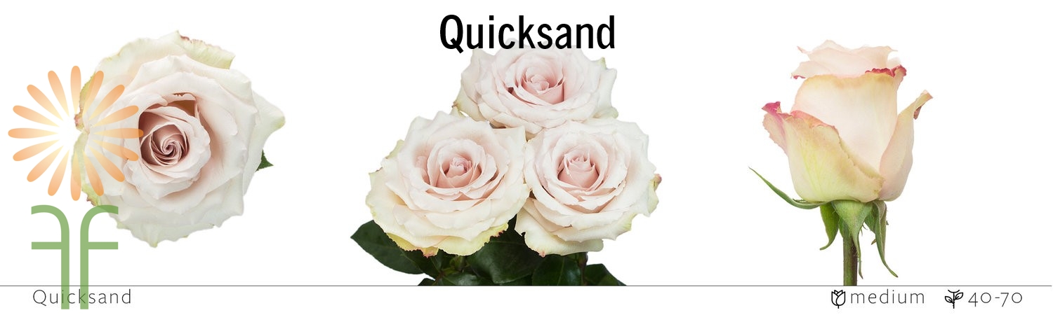 Quicksand Rose