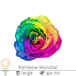 Rainbow Mondial Rose