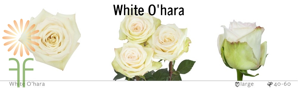 White O'hara Rose