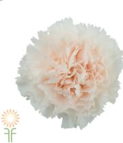 Cream Specialty Brut Champagne Carnations