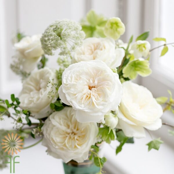 White/Ivory Ella/Leonora Garden Roses l Wholesale Flowers ...