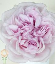 Lavender Patchouli Garden Roses