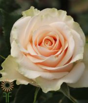 Cream Talea Roses