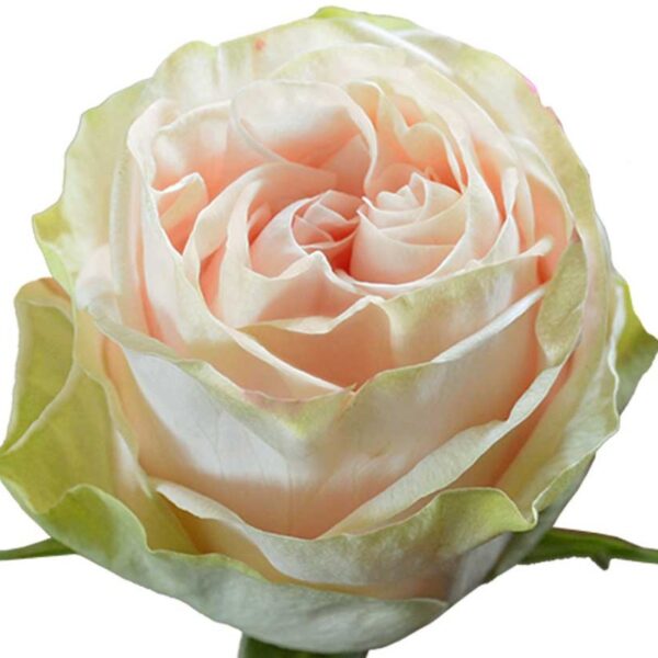Cream Garden Spirit Roses - Wholesale Flowers & DIY Wedding Flowers