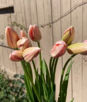 Peach French Tulips
