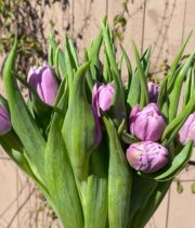 Purple Double Tulips